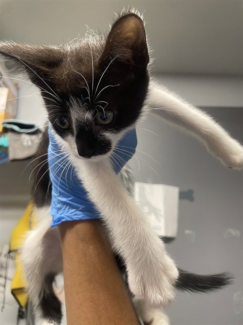 SUNDAE - Domestic Short Hair available for adoption