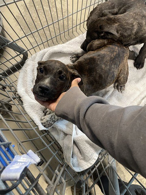 MOE - Australian Cattle Dog/Blue Heeler available for adoption