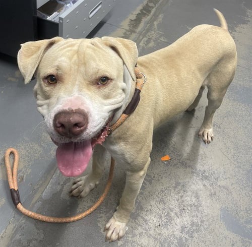 HAWKS - American Bulldog available for adoption