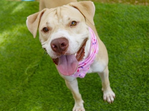 HAWKS - American Bulldog for adoption in Tallahassee