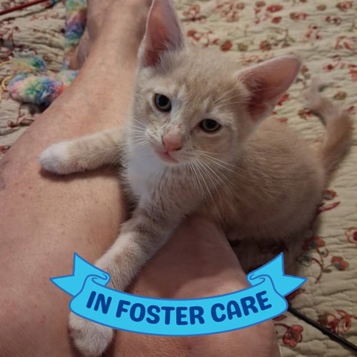 PETEY PAN - Domestic Short Hair available for adoption
