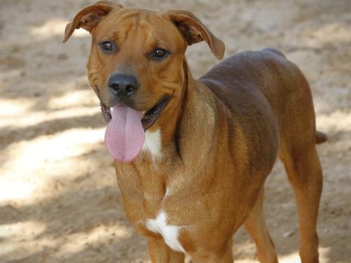 NOBU - Labrador Retriever available for adoption