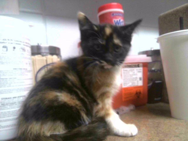 SANDMAN - Domestic Short Hair available for adoption