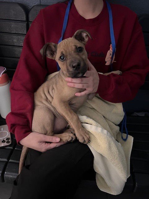 SAMMY - Bullmastiff / Labrador Retriever available for adoption