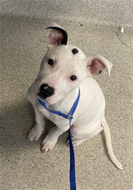 CASH - American Staffordshire Terrier available for adoption