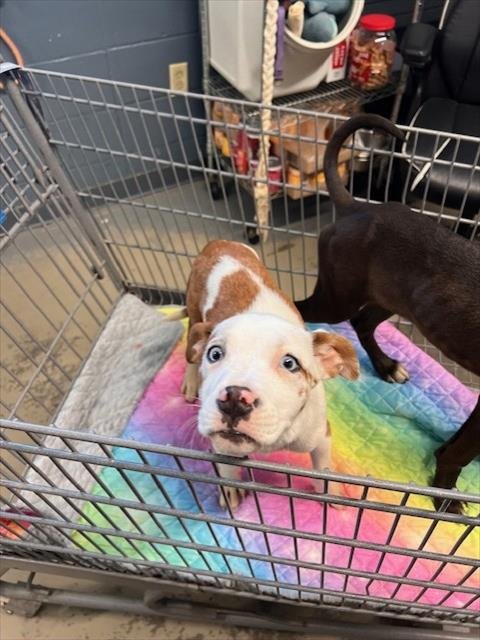 PINKY - Catahoula Leopard Dog available for adoption