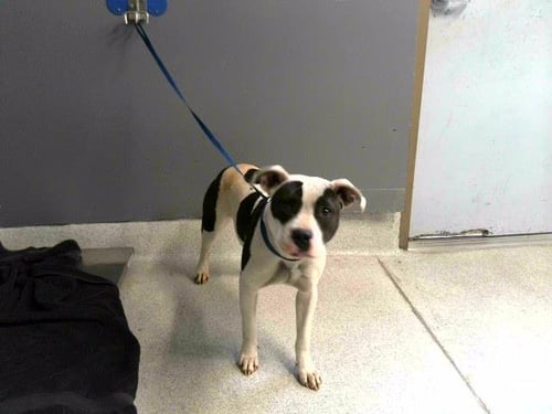 ANDI - Staffordshire Bull Terrier available for adoption
