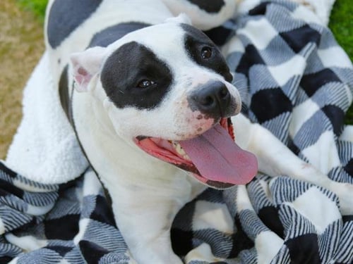 ANDI - Staffordshire Bull Terrier available for adoption