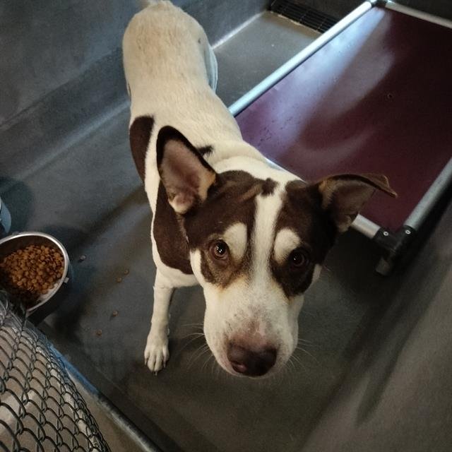 CRUMP - Husky / Labrador Retriever available for adoption