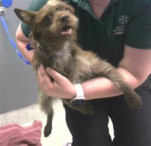 DESTINY - Miniature Schnauzer available for adoption