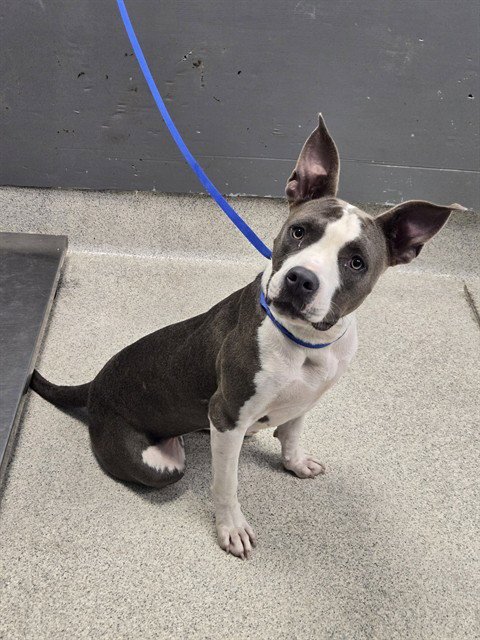 JESSIE - American Staffordshire Terrier available for adoption