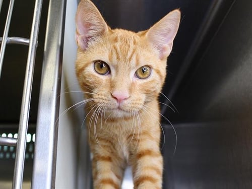 DYLAN - Domestic Short Hair available for adoption