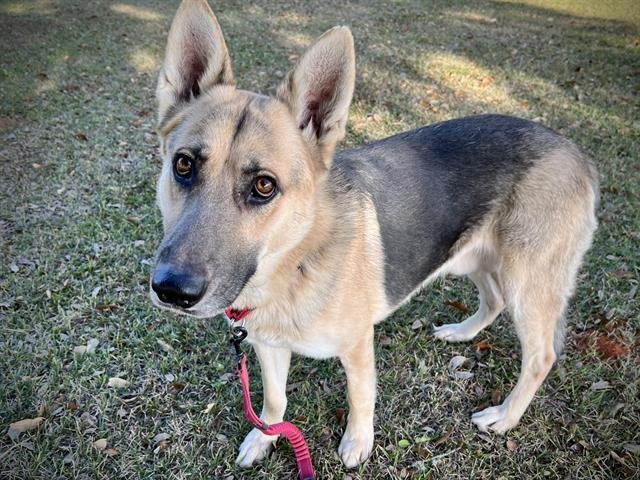 J5 - German Shepherd Dog available for adoption