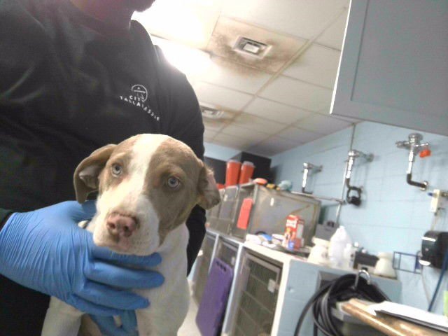 SKITTLES - American Staffordshire Terrier available for adoption