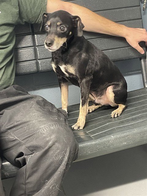 MOON POINTER - Jack Russell Terrier (Parson Russell Terrier) / Manchester Terrier available for adoption