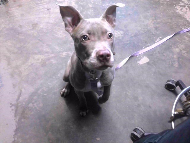 SAGE - American Staffordshire Terrier available for adoption