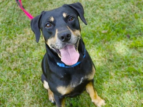 KENNEY - Black and Tan Coonhound available for adoption
