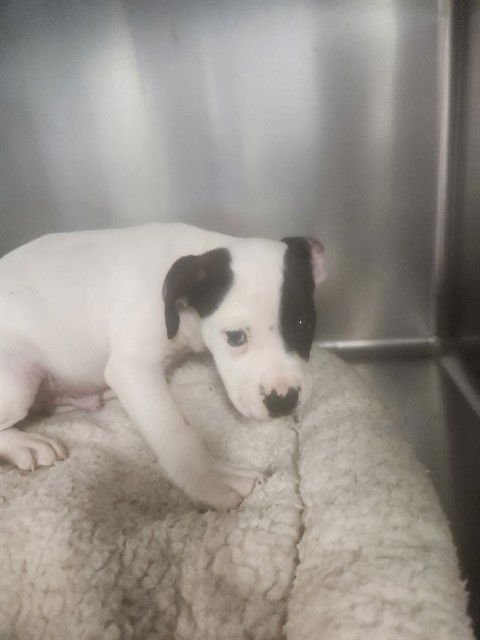 SANTANA - American Bulldog available for adoption