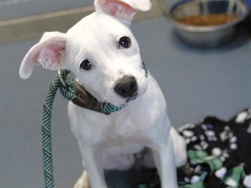 BELLE - Dalmatian / Carolina Dog available for adoption