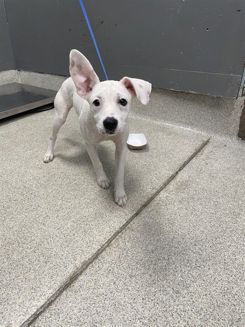 BELLE - American Pit Bull Terrier available for adoption