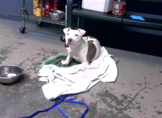 BLANKET - American Pit Bull Terrier available for adoption