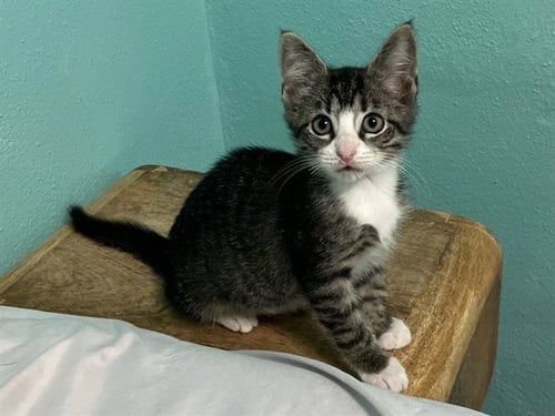 ALPHA - Domestic Short Hair available for adoption