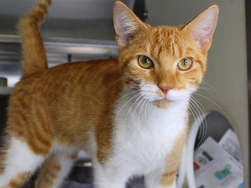 TROUBLE - Domestic Short Hair available for adoption