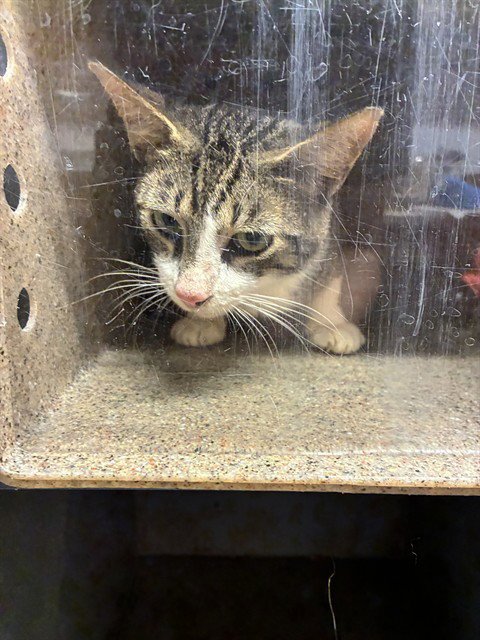 PHIL - Domestic Short Hair available for adoption