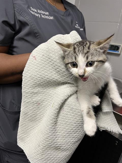 COSMIC CRISP - Domestic Short Hair available for adoption