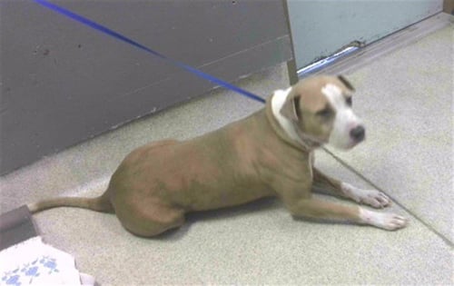 JEWEL - American Pit Bull Terrier available for adoption