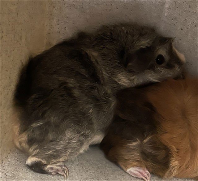BLUEBERRY - Guinea Pig available for adoption
