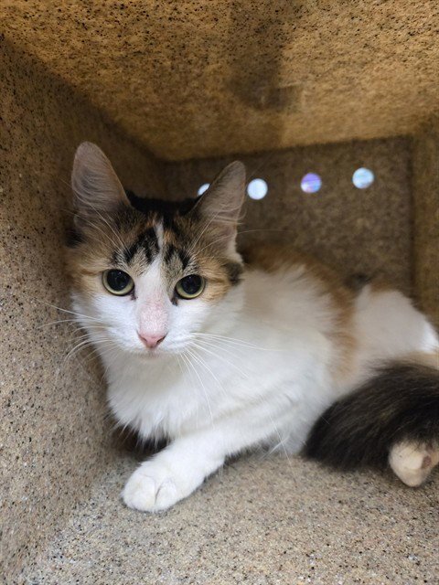 TINA - Domestic Long Hair for adoption in Tallahassee
