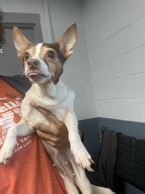 SEMI-SWEET - Chihuahua / Toy Fox Terrier available for adoption