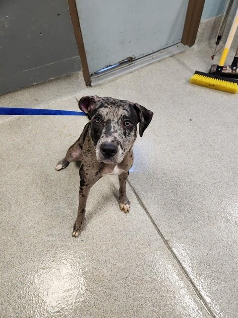 KRYSTAL - Poodle (Standard) / Labrador Retriever available for adoption