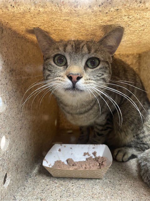 BUDDY - Domestic Short Hair available for adoption