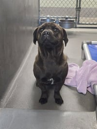 MABEL - Photo 1