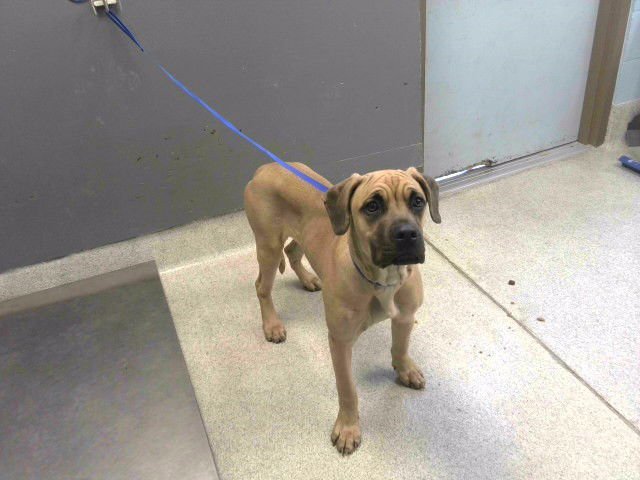 APRIL - Bullmastiff available for adoption