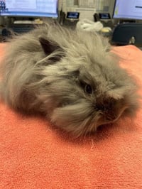 DUST BUNNY - Photo 1