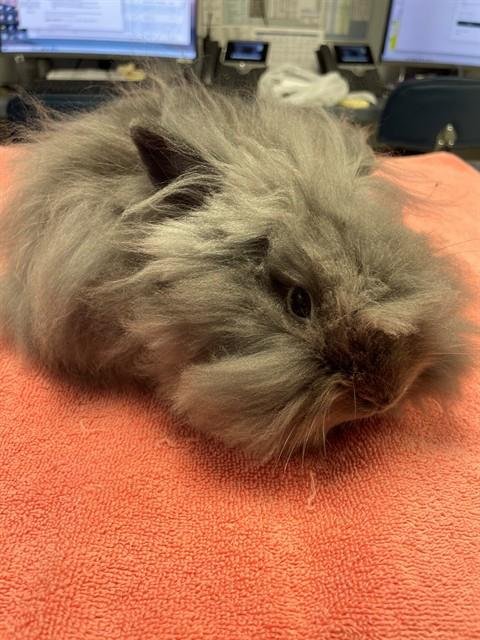 DUST BUNNY - Lionhead available for adoption