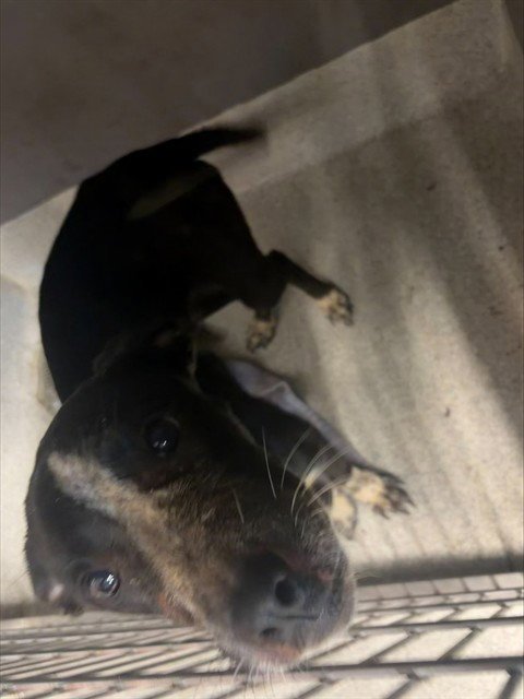 MAJESTY - American Staffordshire Terrier available for adoption