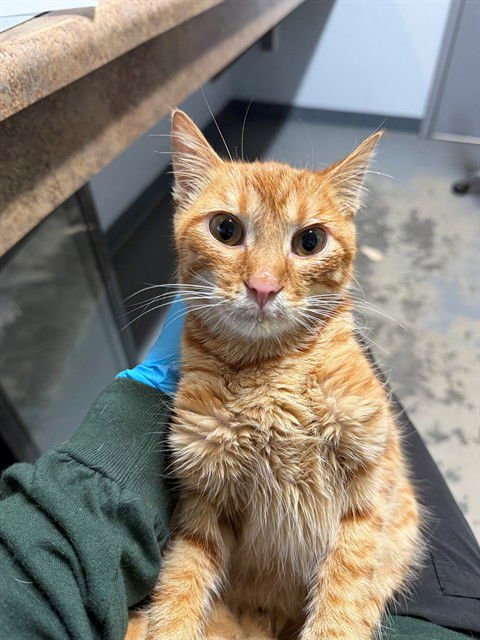 SRIRACHA - Domestic Short Hair available for adoption