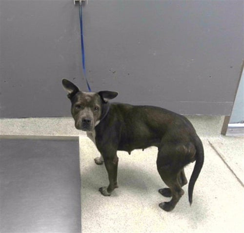 OPHELIA - American Staffordshire Terrier available for adoption