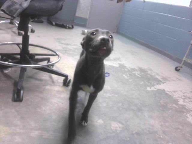 GISELDA - American Staffordshire Terrier available for adoption