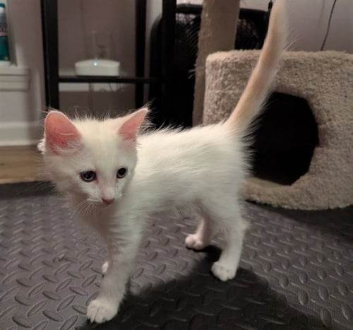 ALBERT