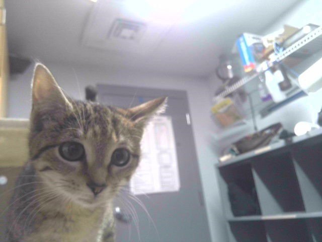 AVERY - Domestic Short Hair available for adoption