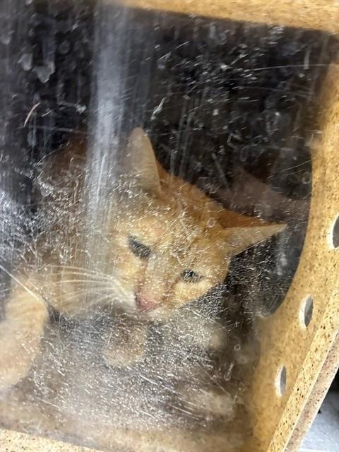 A220769 - Domestic Short Hair available for adoption