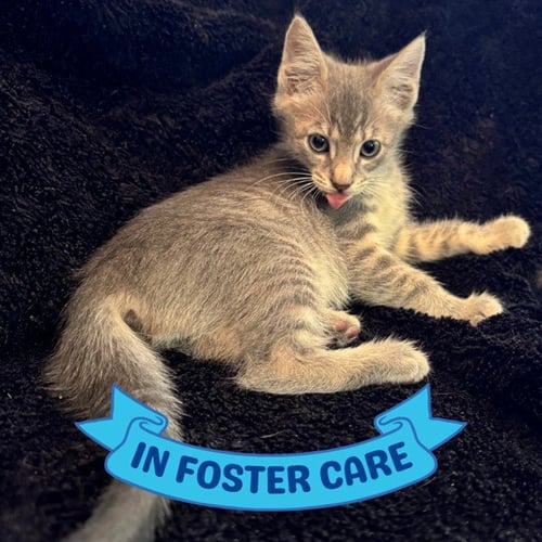 CONCRETE - Domestic Short Hair available for adoption