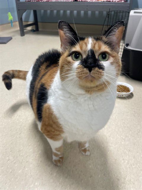 BELLA - Domestic Medium Hair available for adoption