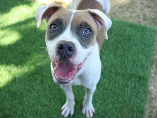 ROSIE ANNE - Boxer / Treeing Walker Coonhound available for adoption