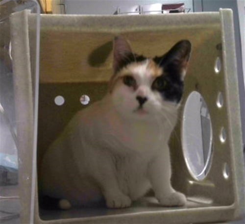 CALLIE - Domestic Short Hair available for adoption